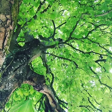 Domaine Des Celestins Bernay-en-Ponthieu