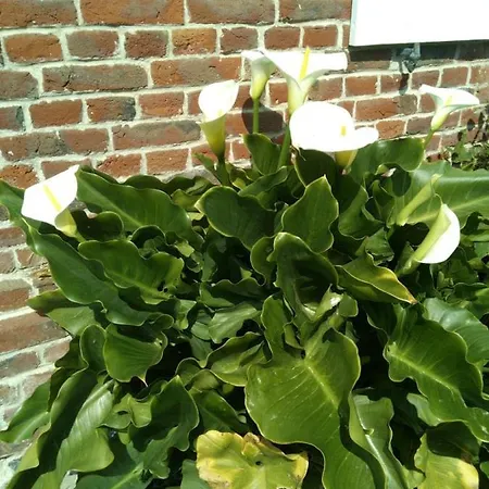 Domaine Des Celestins *