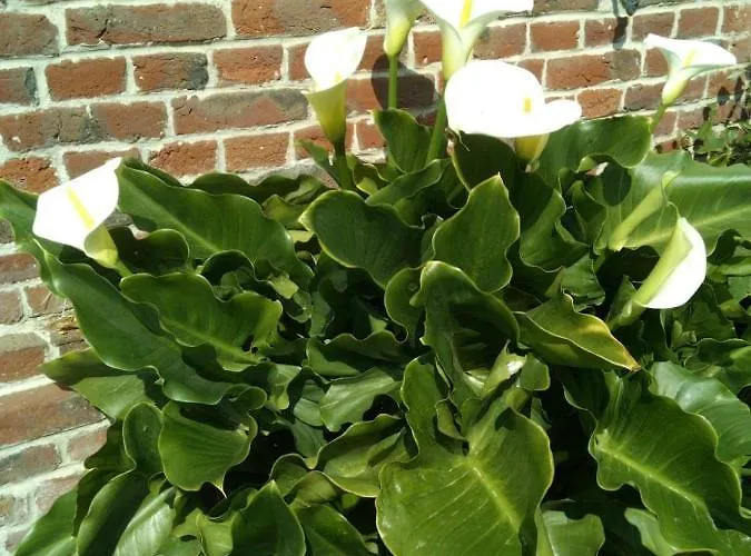 Domaine Des Celestins *